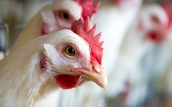 8 pontos críticos que devem ser observados para garantir a biosseguridade em granjas de aves