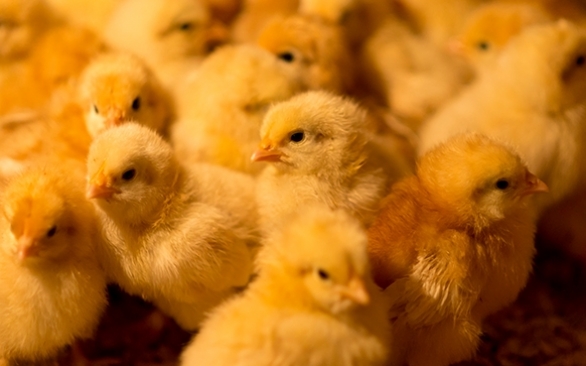 Como promover um manejo adequado de ovos férteis da granja ao incubatório