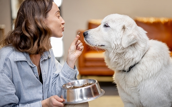 O que você precisa saber sobre as normas de fiscalização nas fábricas de alimentos pet