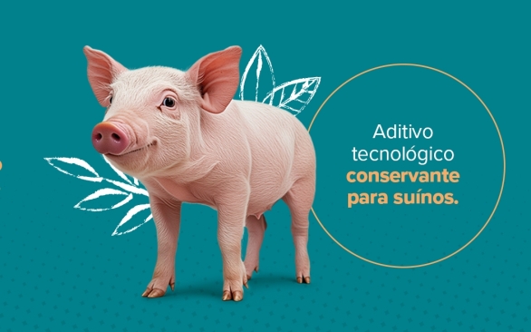 Investra Benz: novo aditivo fortalece a linha da BTA para suinocultura 