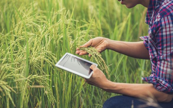 A força do técnico agrícola para a riqueza do agronegócio