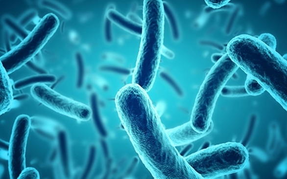 Como enfrentar o desafio da salmonella na avicultura durante o manejo pré-abate